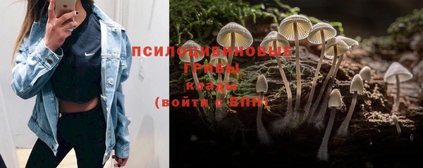 дурь Бородино